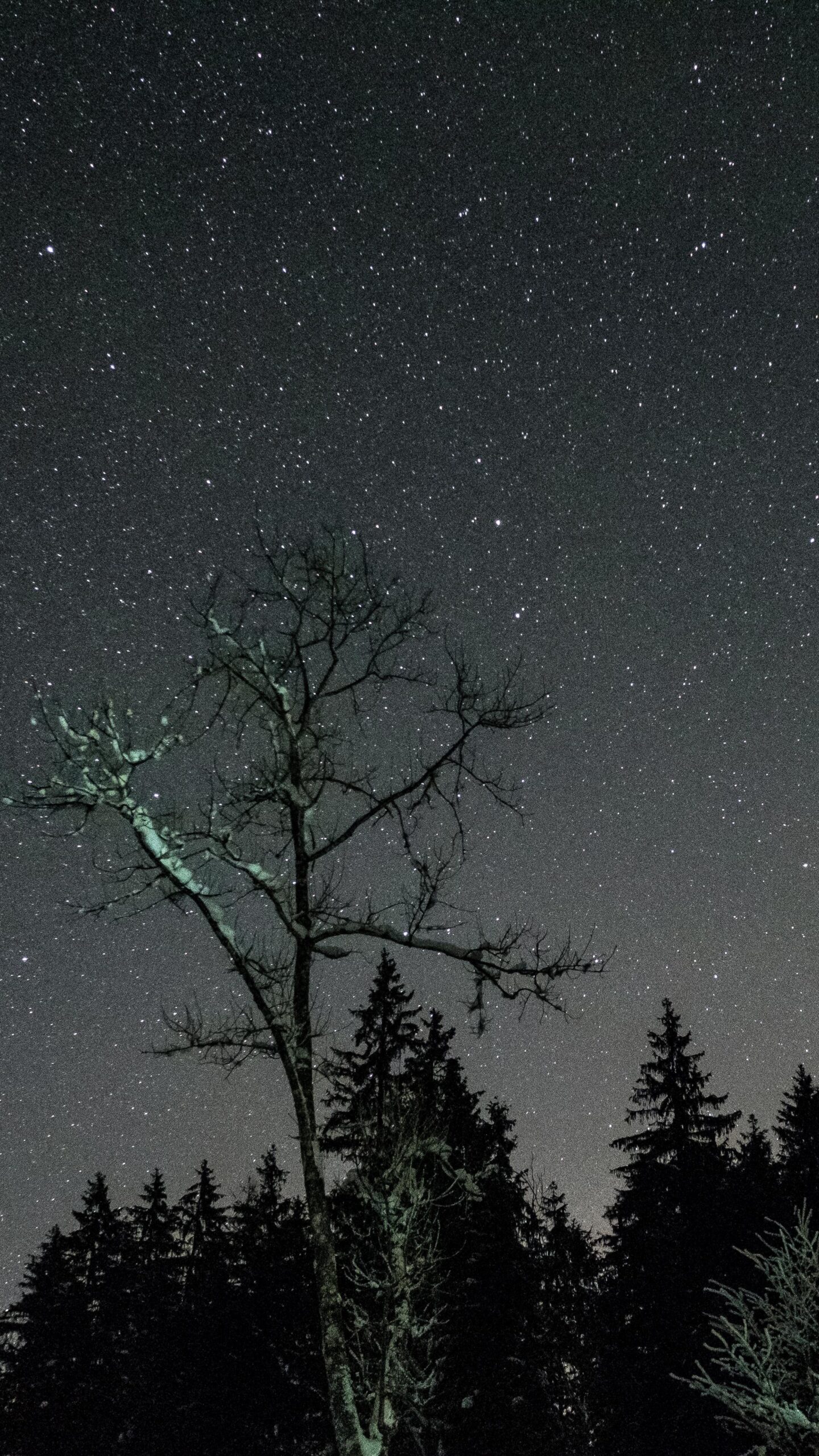 Download wallpapers stars, night, sky, trees samsung galaxy