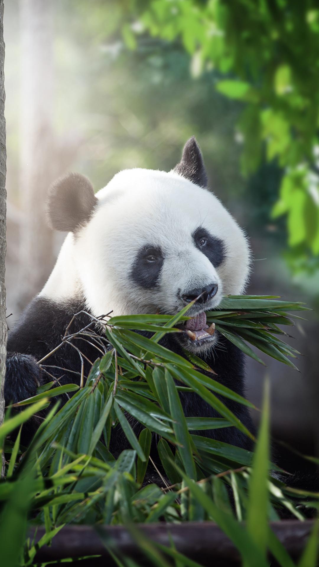 Giant Panda 2K Wallpapers for Android