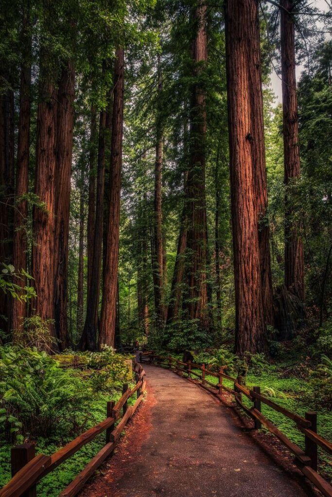 Best California Redwoods Wallpaper