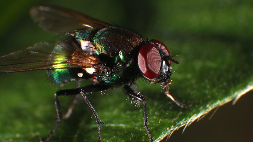 Wallpapers Fly macro photography, insect UHD K