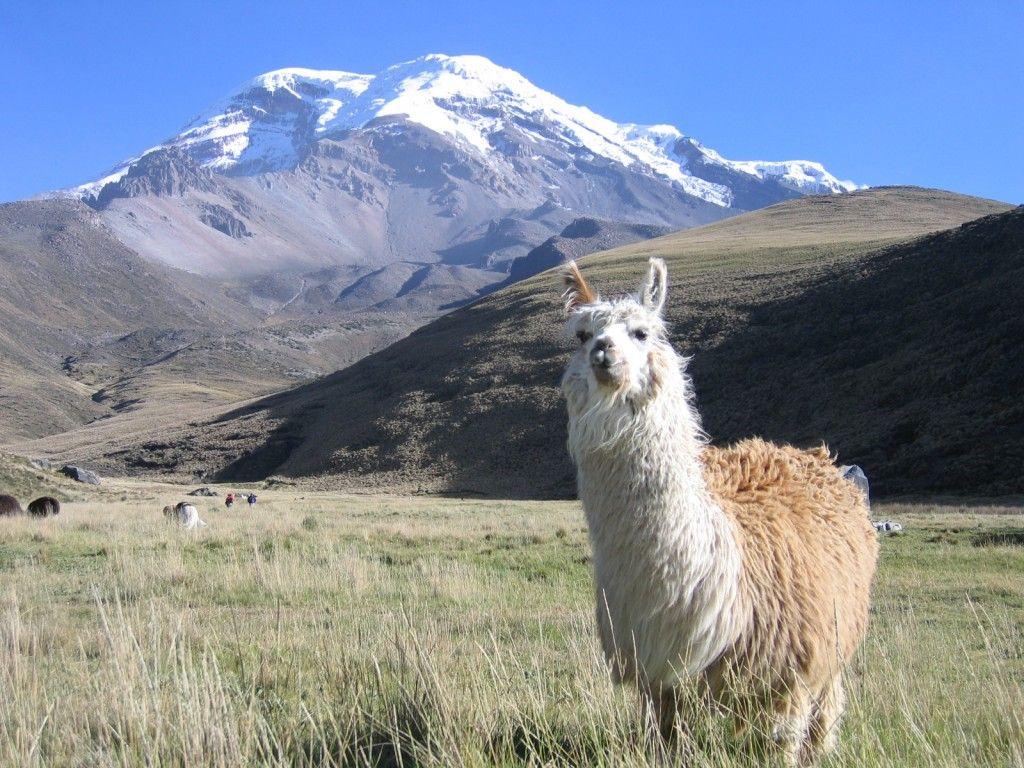 Hot Llama Backgrounds Wallpapers WP Collection