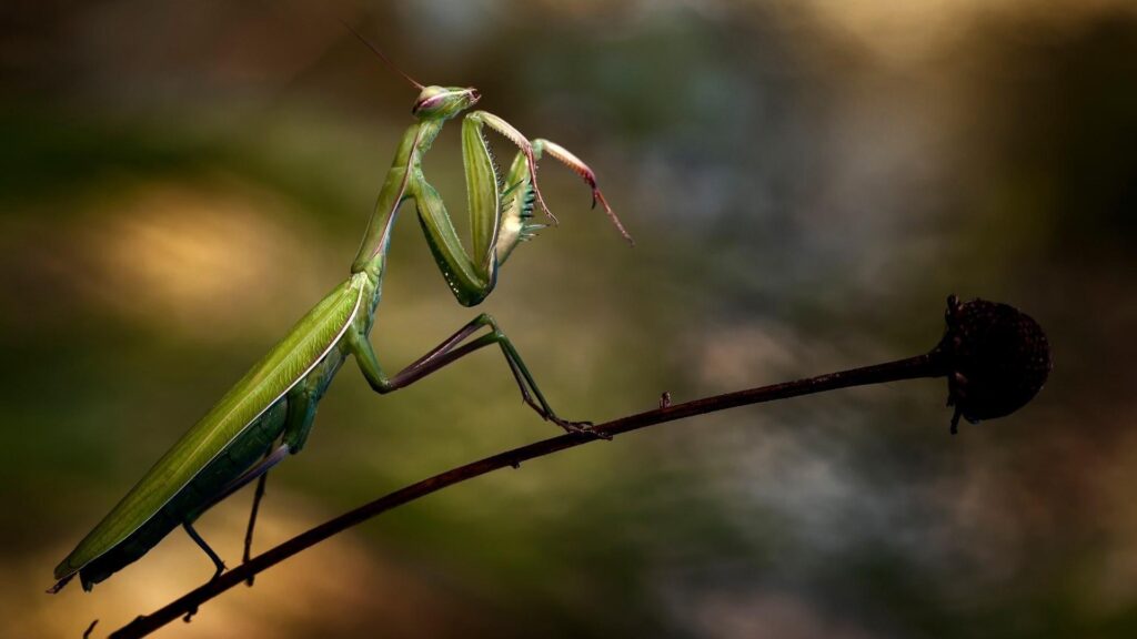 Praying Mantis Wallpapers