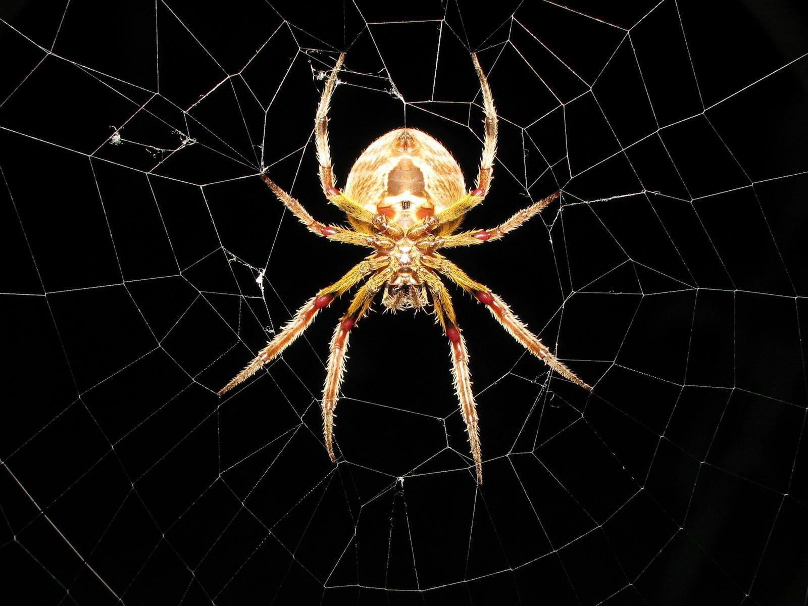 Spider in Net Wallpapers PX – Wallpapers Spider