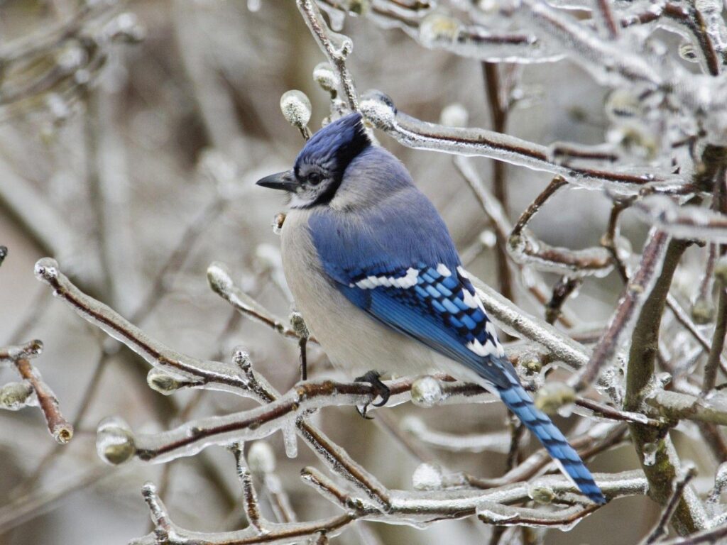 Image For > Blue Jay Bird Wallpapers
