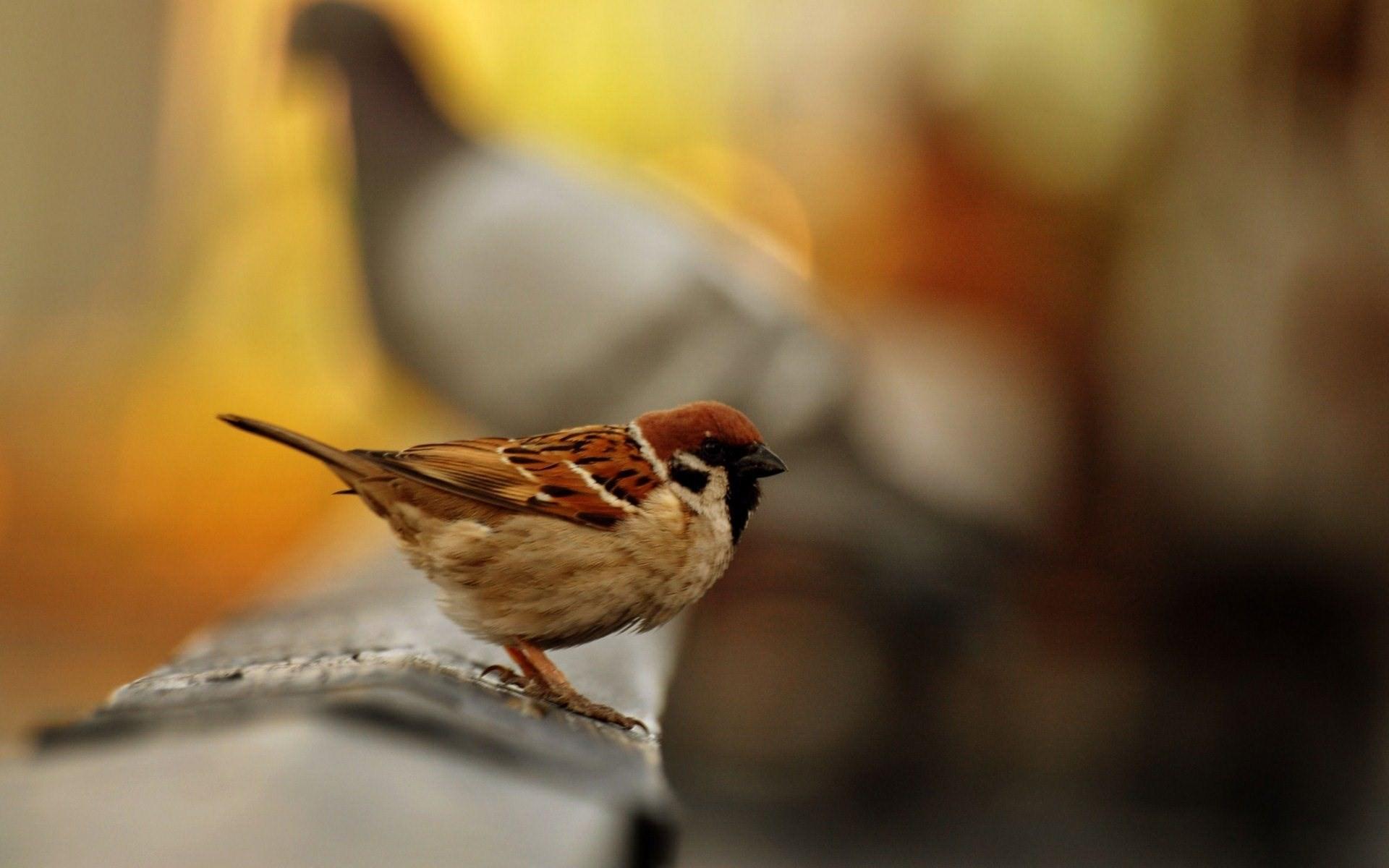 Beautiful Sparrow Bird Seating 2K Wallpapers