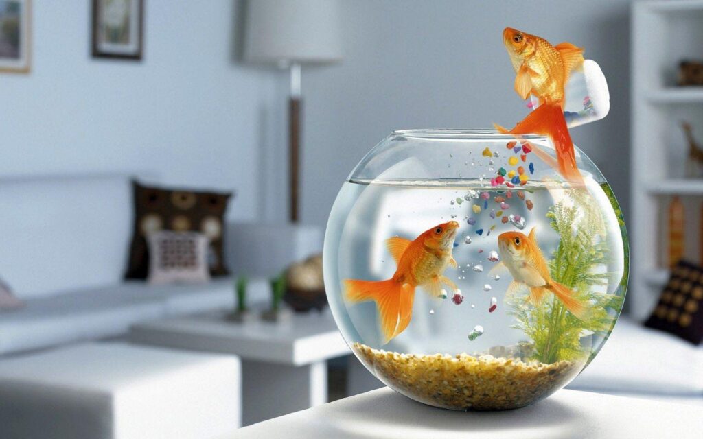 Goldfish getting their own food 2K Wallpapers