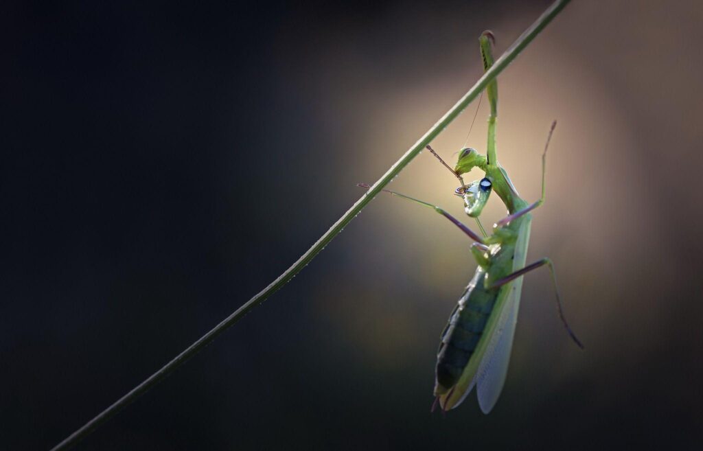 Praying Mantis 2K Wallpapers and Backgrounds Wallpaper
