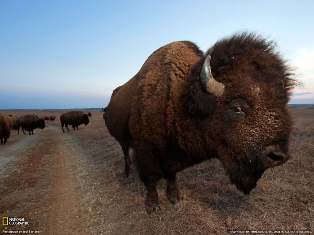 Bison Photo, Animal Migration Wallpapers – National Geographic
