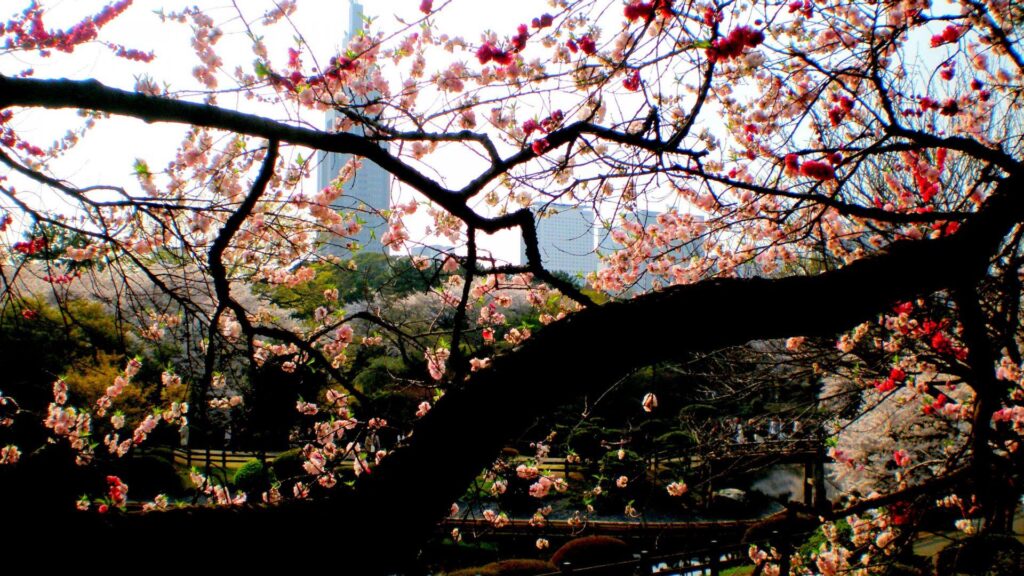 Flowers Shinjuku Gyoen Japan Flowers Japanese Sakura Nature Blossom