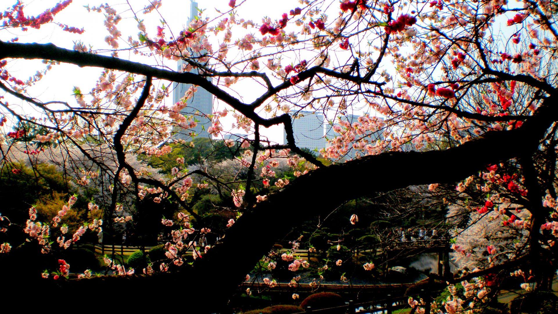 Flowers Shinjuku Gyoen Japan Flowers Japanese Sakura Nature Blossom
