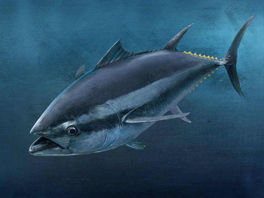 Tuna Fish Wallpapers