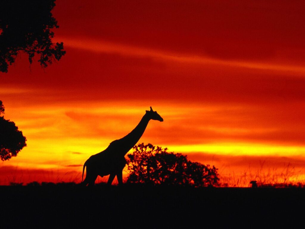 Giraffe Sunset Wallpapers