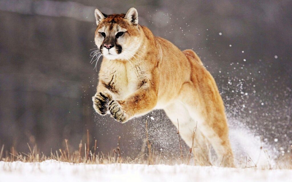 Mountain Lion