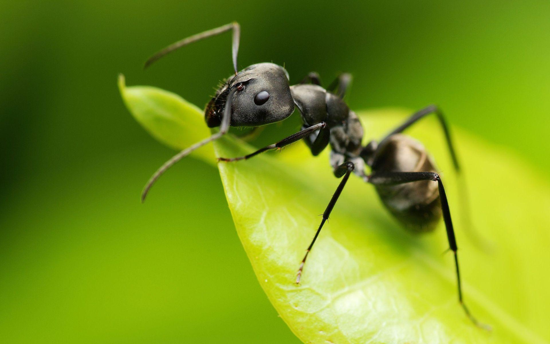 Ant Wallpaper Backgrounds