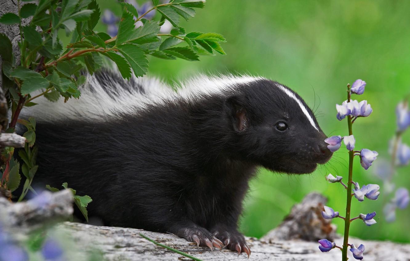 Wallpapers flower, nature, striped skunk Wallpaper for desktop