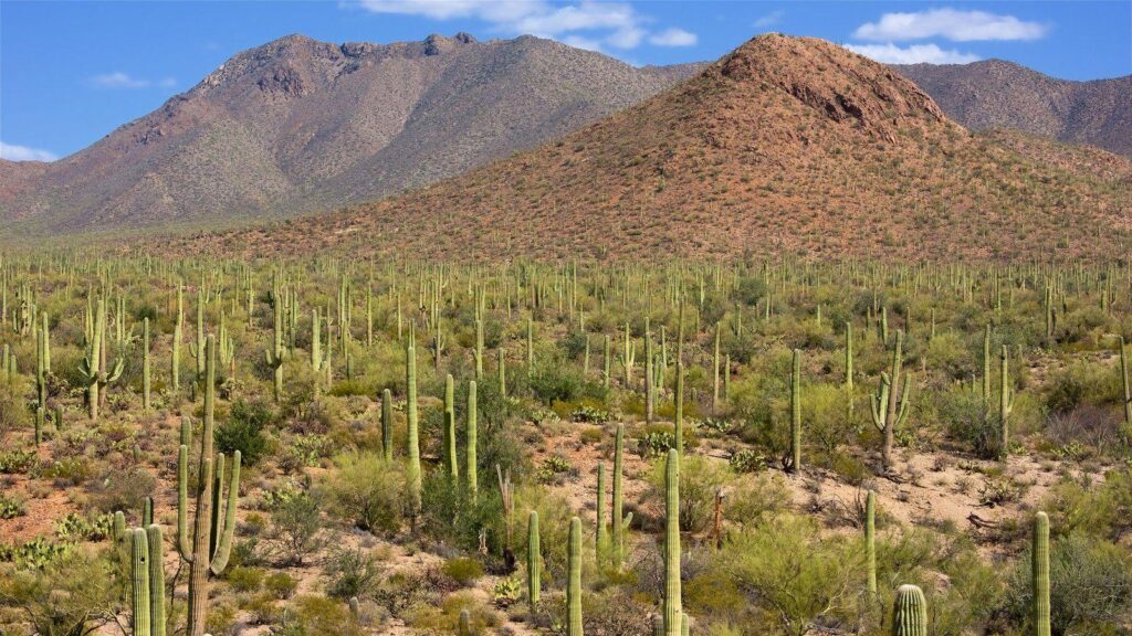 Mountain Pictures View Wallpaper of Saguaro National Park