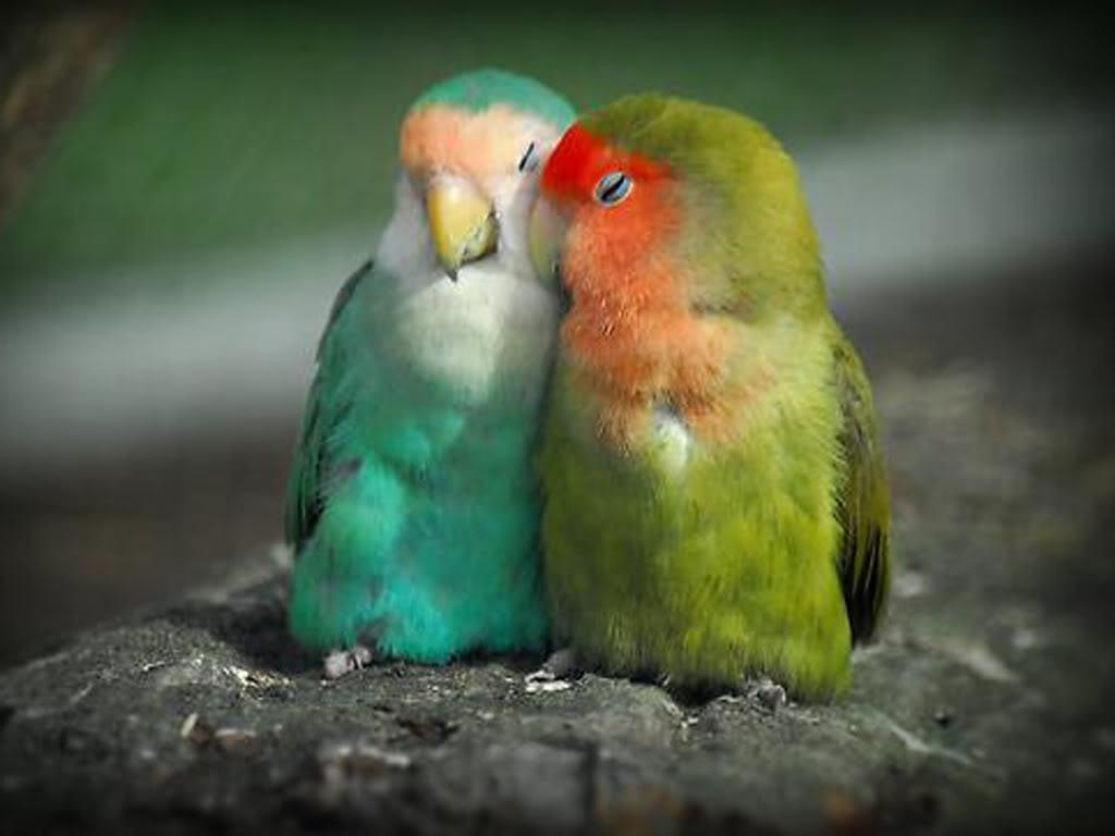 Love Birds Wallpapers Beautiful Pictures 2K Wallpapers &amp| Backgrou