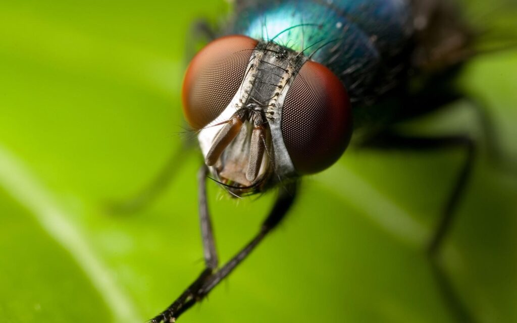 House fly Wallpapers Insects Animals Wallpapers in K format