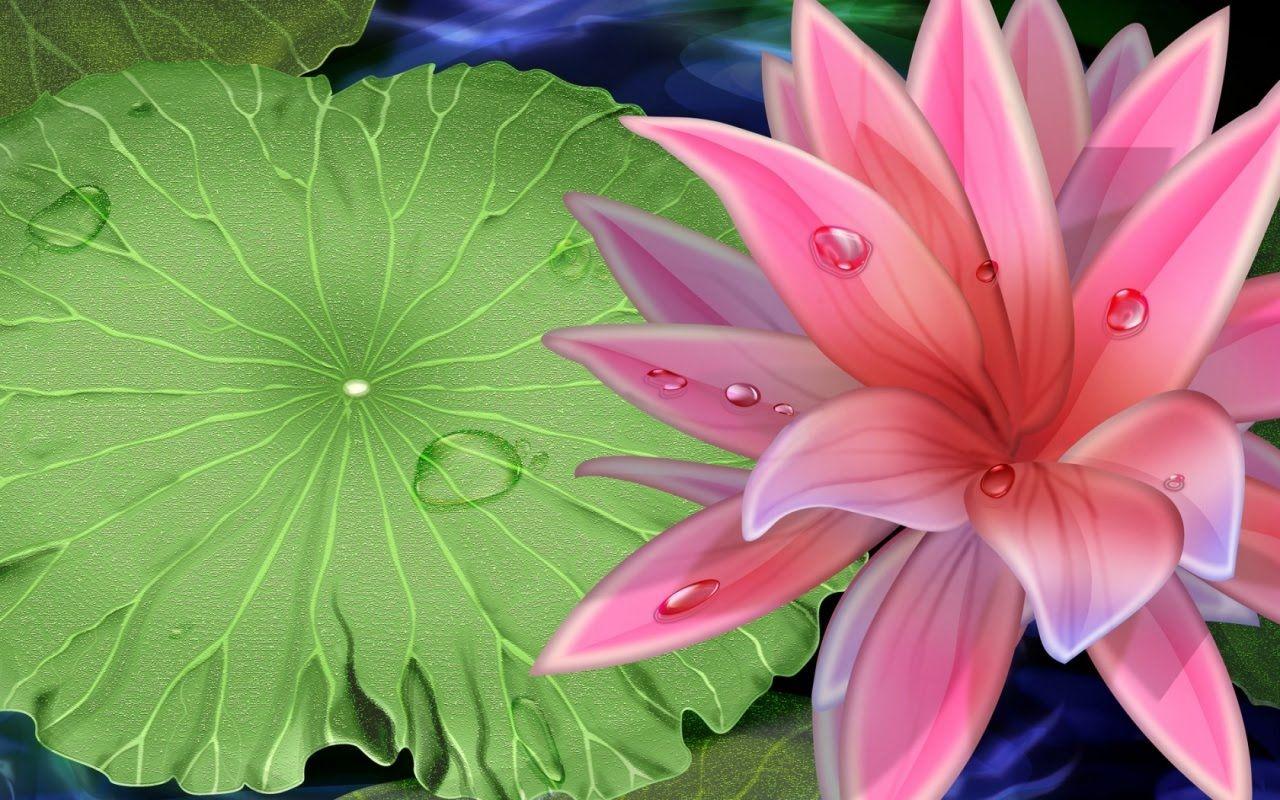 Pink Beauty Lotus Flower Desk 4K Wallpapers Download Free