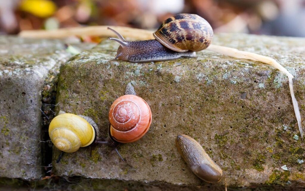 Colorful Snails In Action