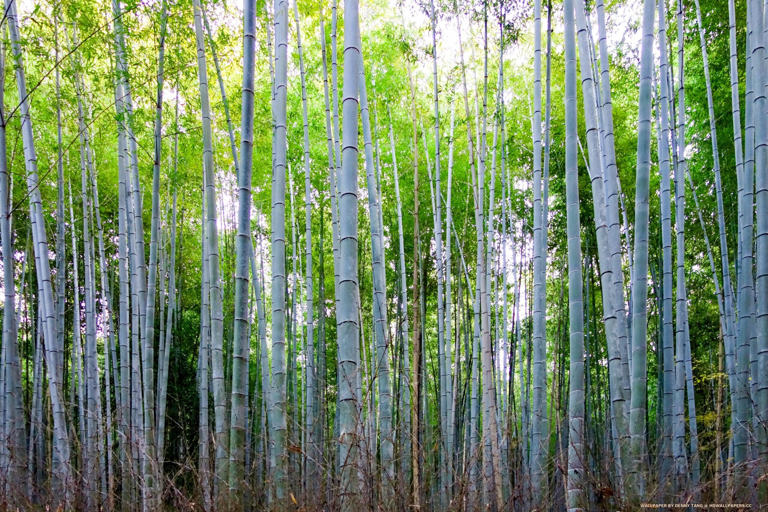 Arashiyama Bamboo Goove