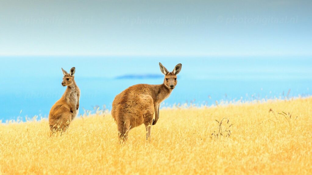 Kangaroo 2K Wallpapers