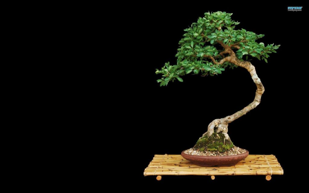 Bonsai wallpapers