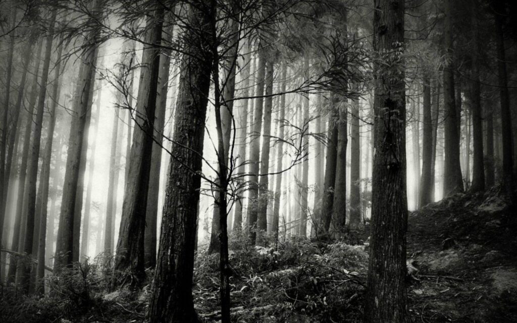 Black And White Forest Wallpaper Wallpapers