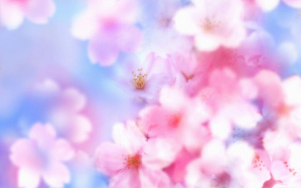 Most Downloaded Cherry Blossom Wallpapers