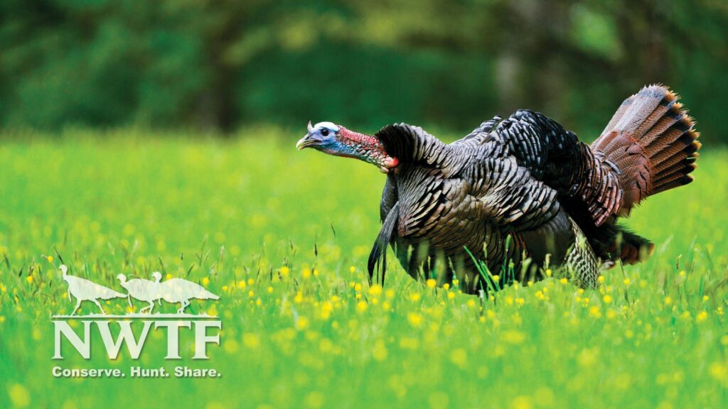 NWTF Wallpapers