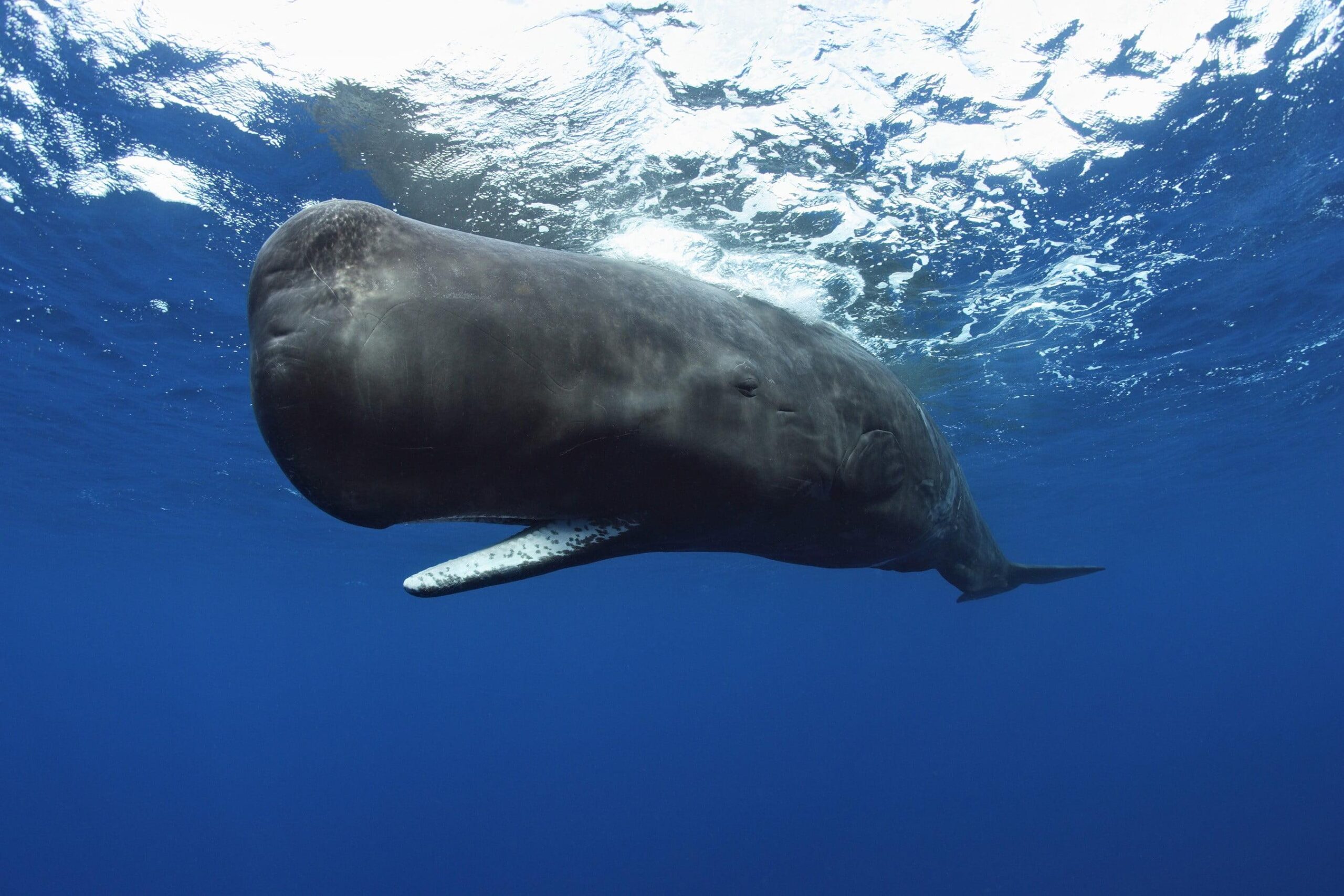 Blue whale, animals, underwater, whale, Sperm Whale HD