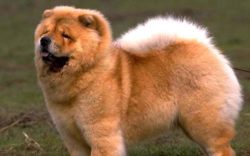Free Chow Chow Wallpapers