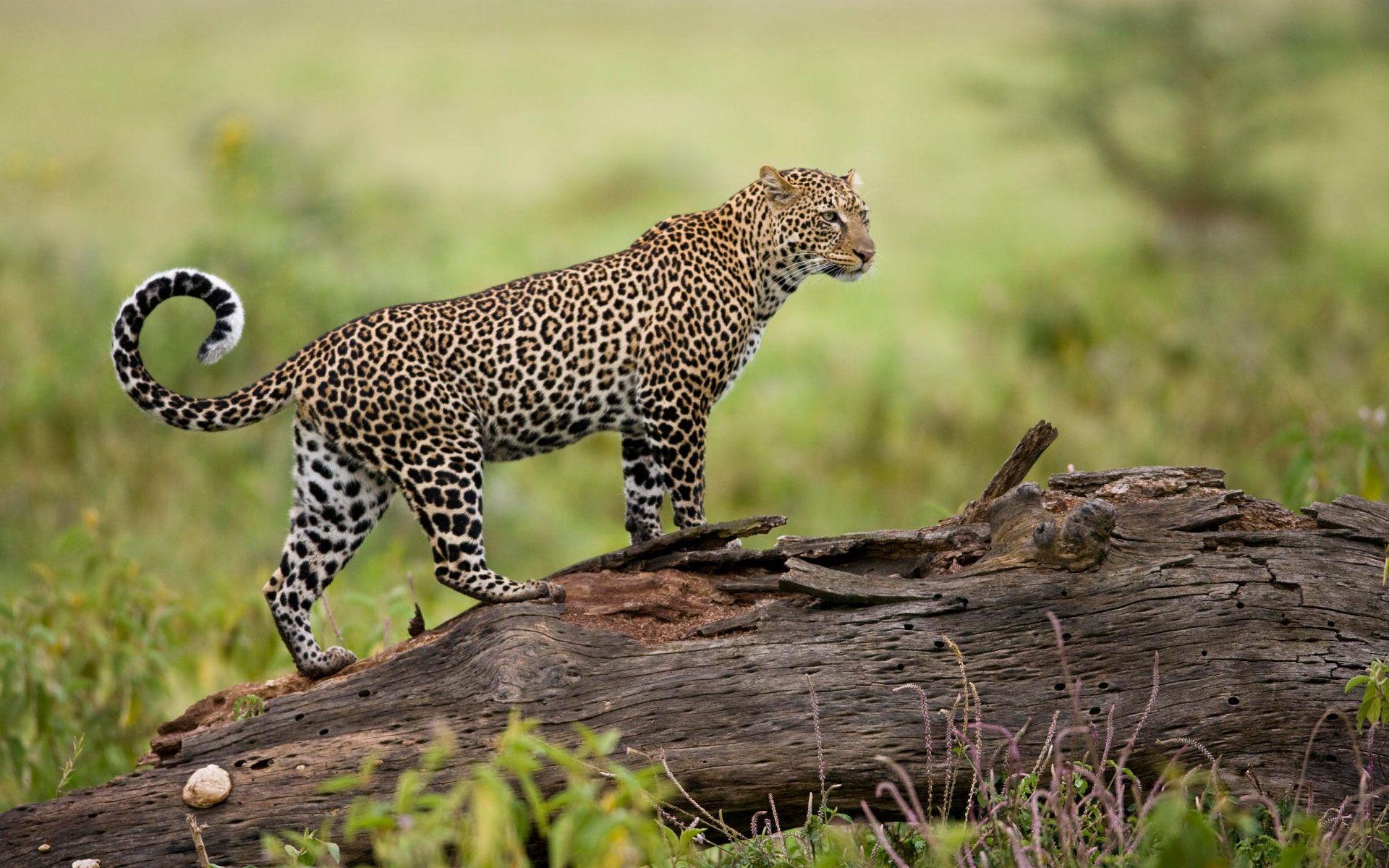 Leopard from Kenya Wallpapers 2K | Desk 4K and Mobile Backgrounds