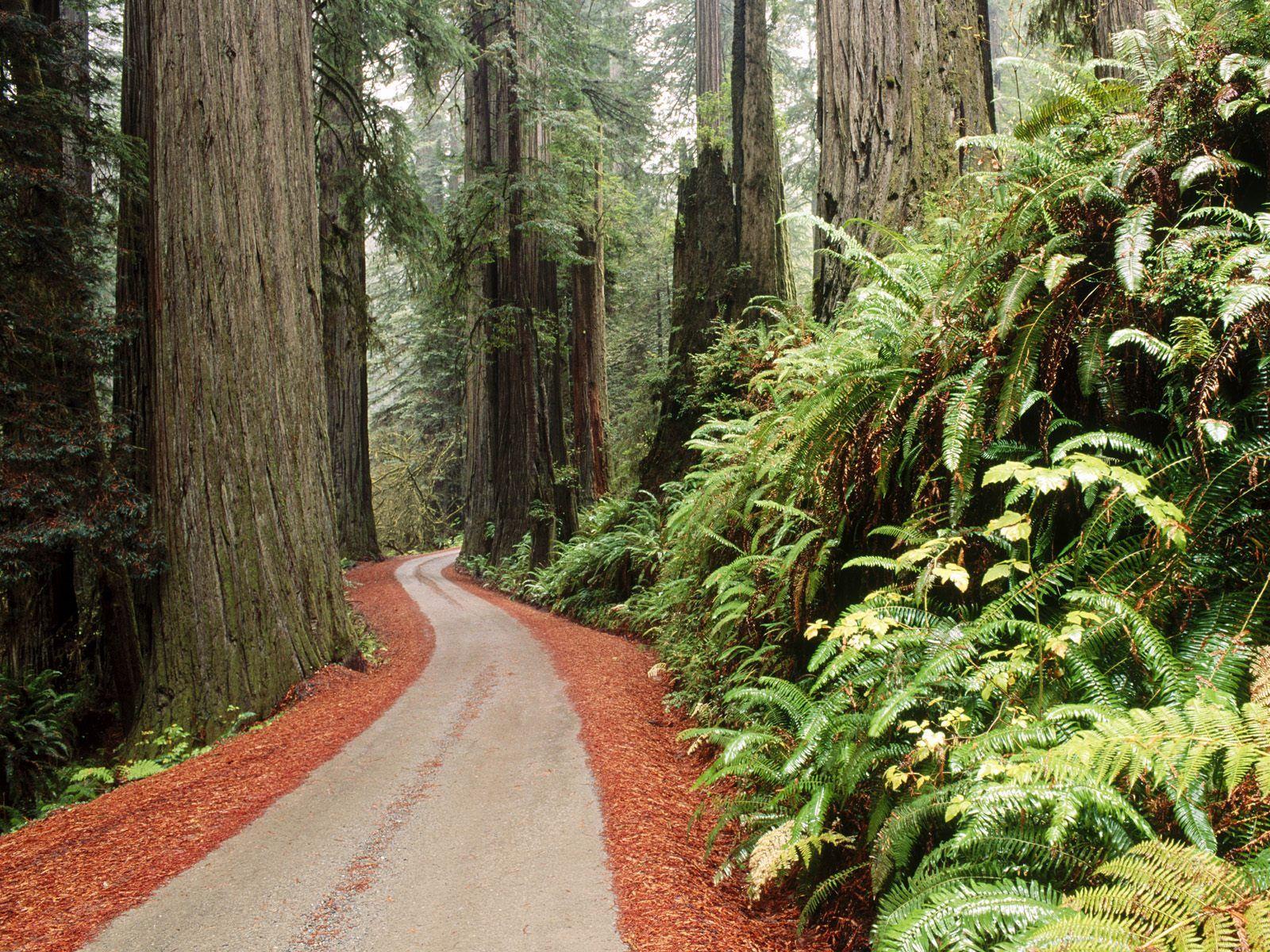 Redwood National Park, California by abkcppm