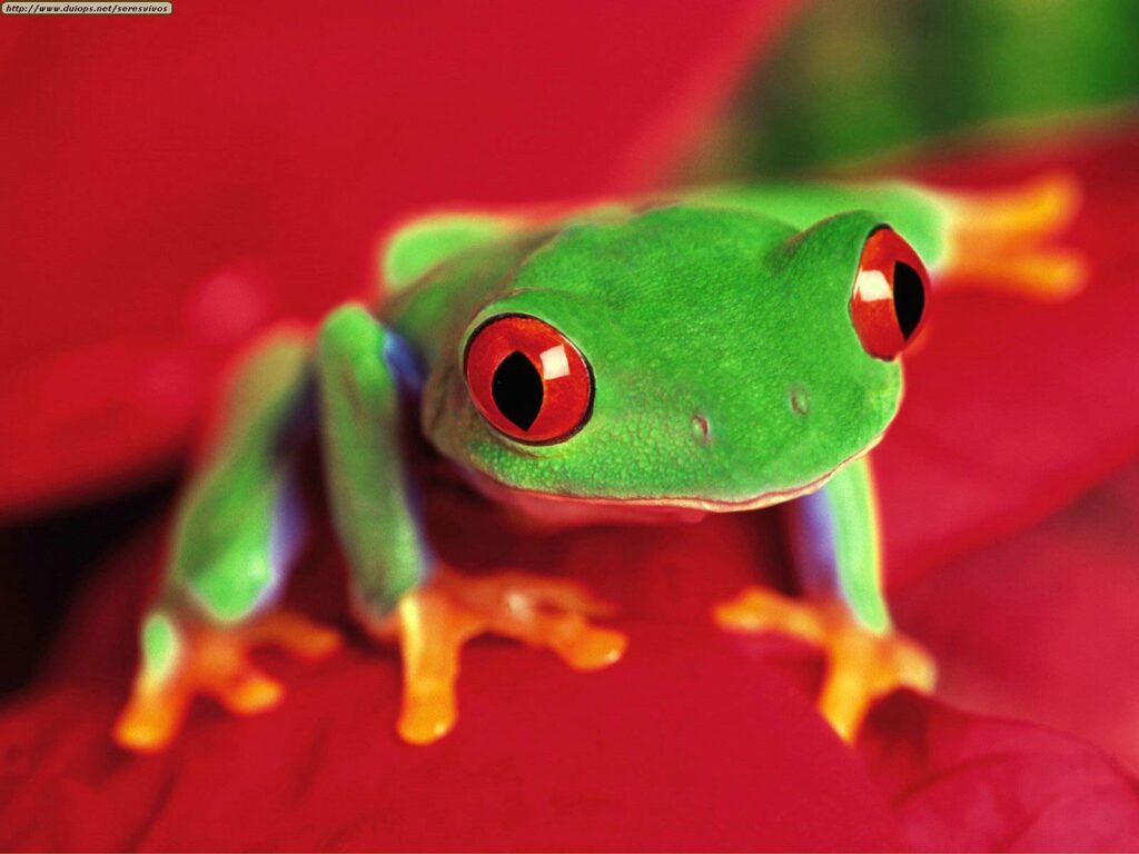 Free Frog Wallpapers