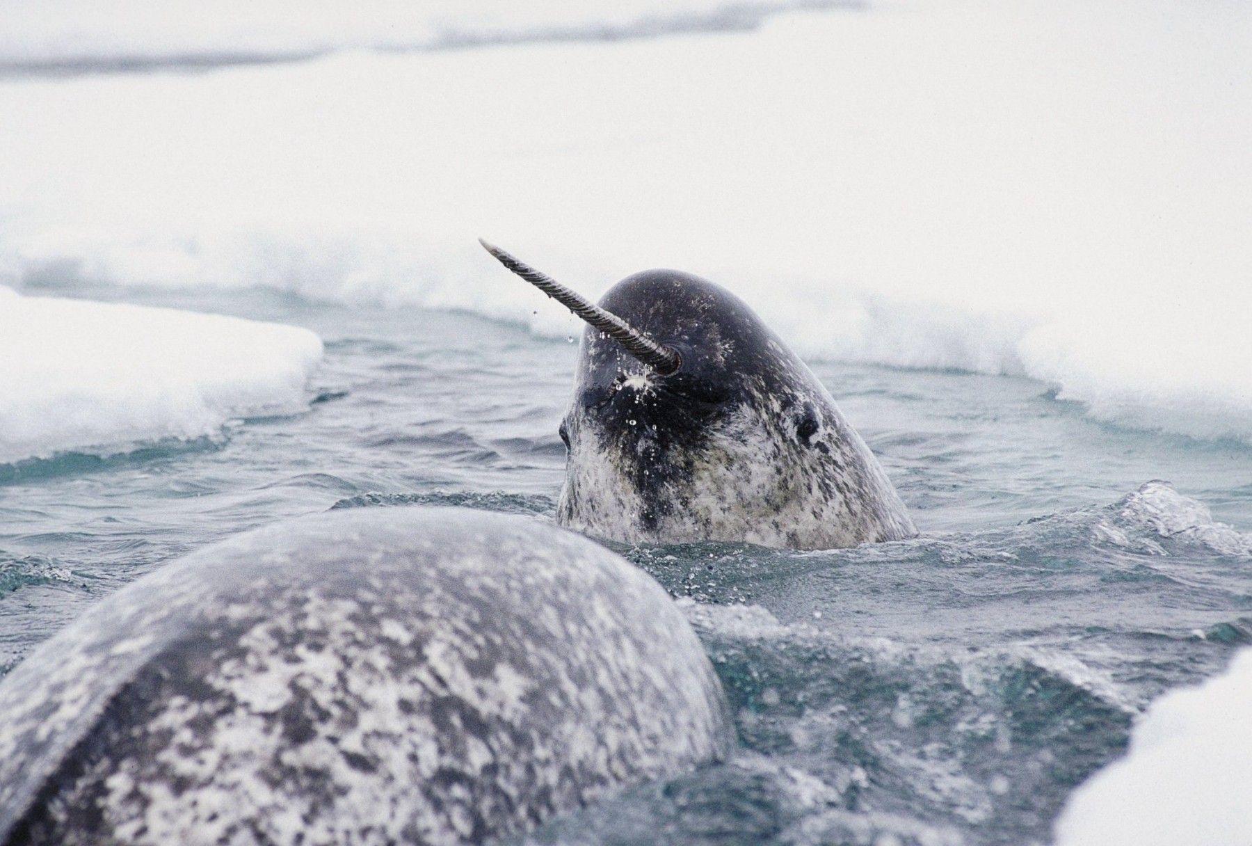 Narwhals wallpapers Gallery