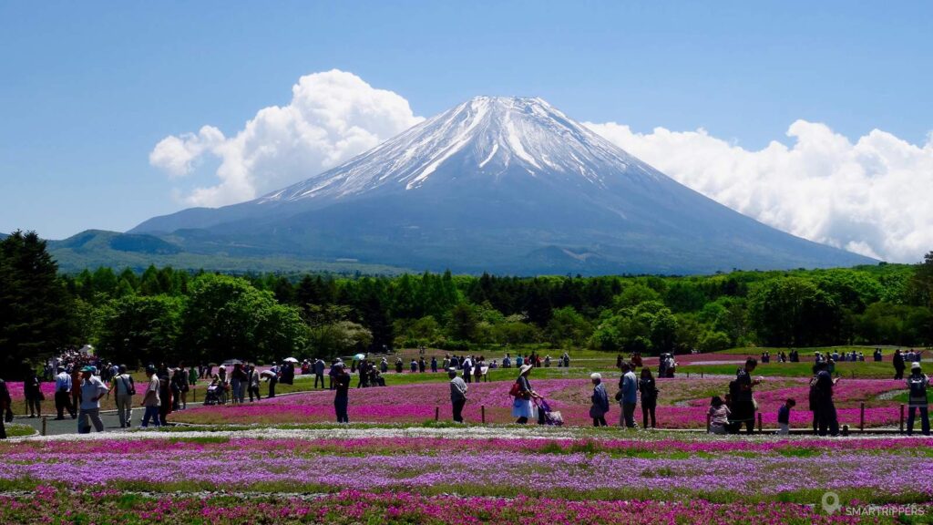 The Fuji Shibazakura Festival thousands of flowers at the foot of