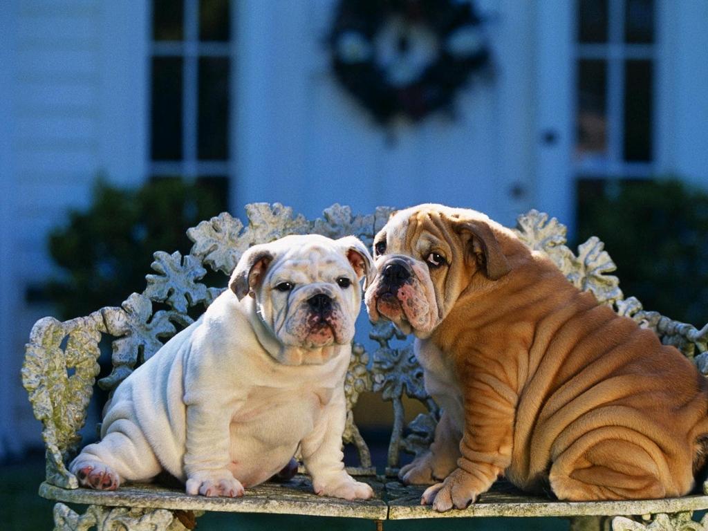 Download wallpapers bulldogs, couple, bench, design, sitting