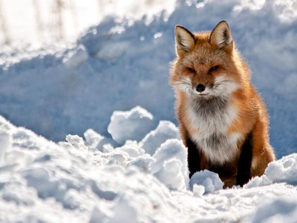 THE RED FOX Wallpapers