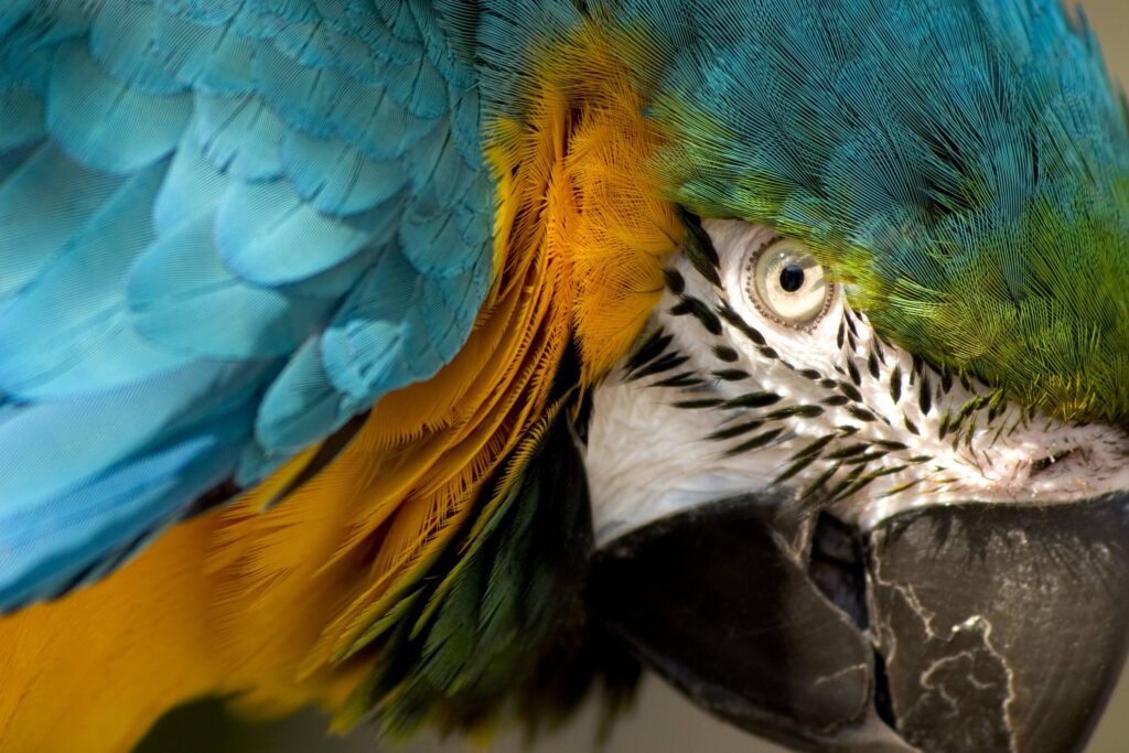 Eye of the Macaw wallpapers