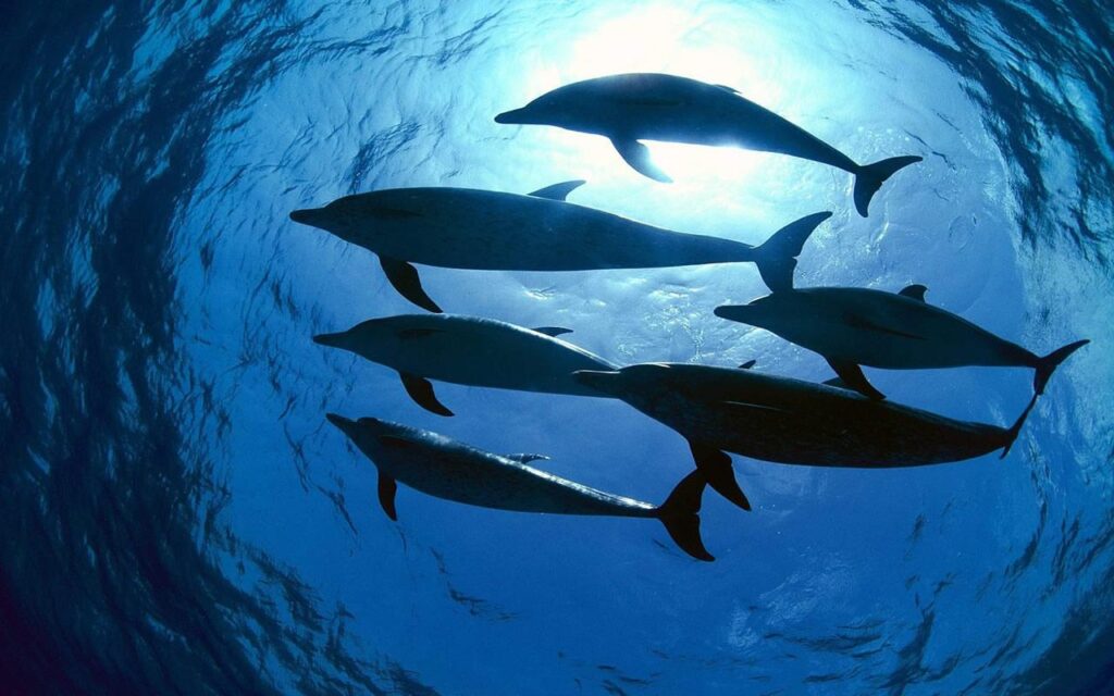 Dolphin wallpapers
