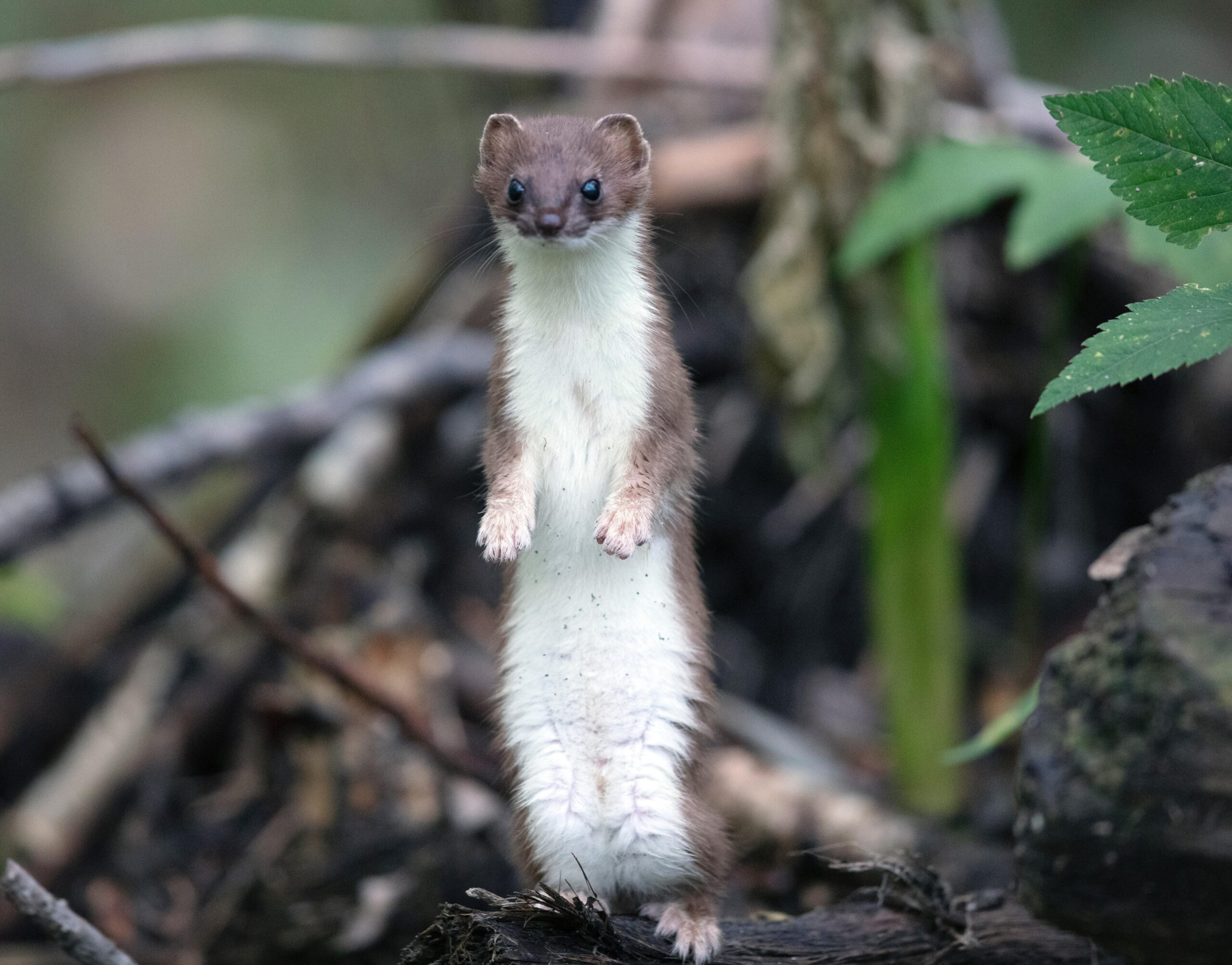 Weasel Pictures