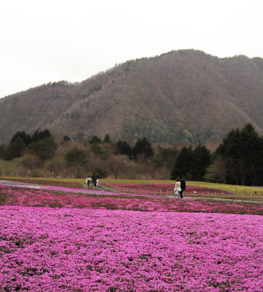 Japan Travel Blog April Mt Fuji Shibazakura