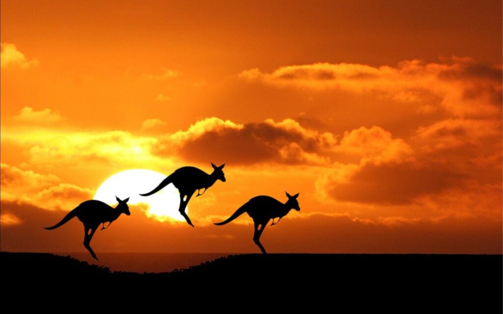 Australian Kangaroo During Sunset Wallpapers