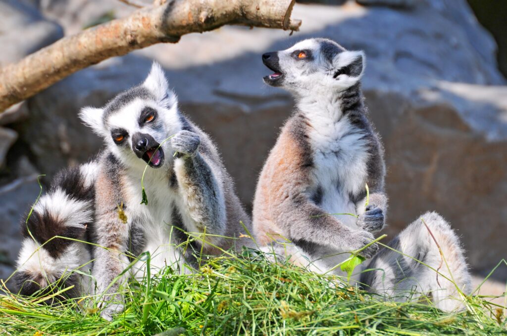 Lemur k Ultra 2K Wallpapers and Backgrounds