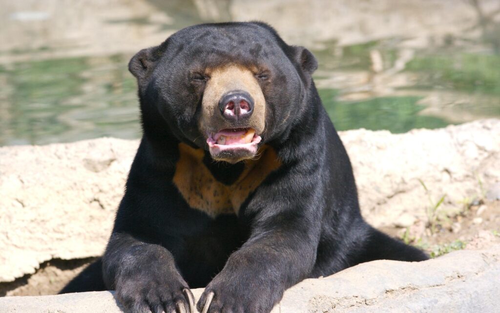 Sun Bear 2K Wallpapers