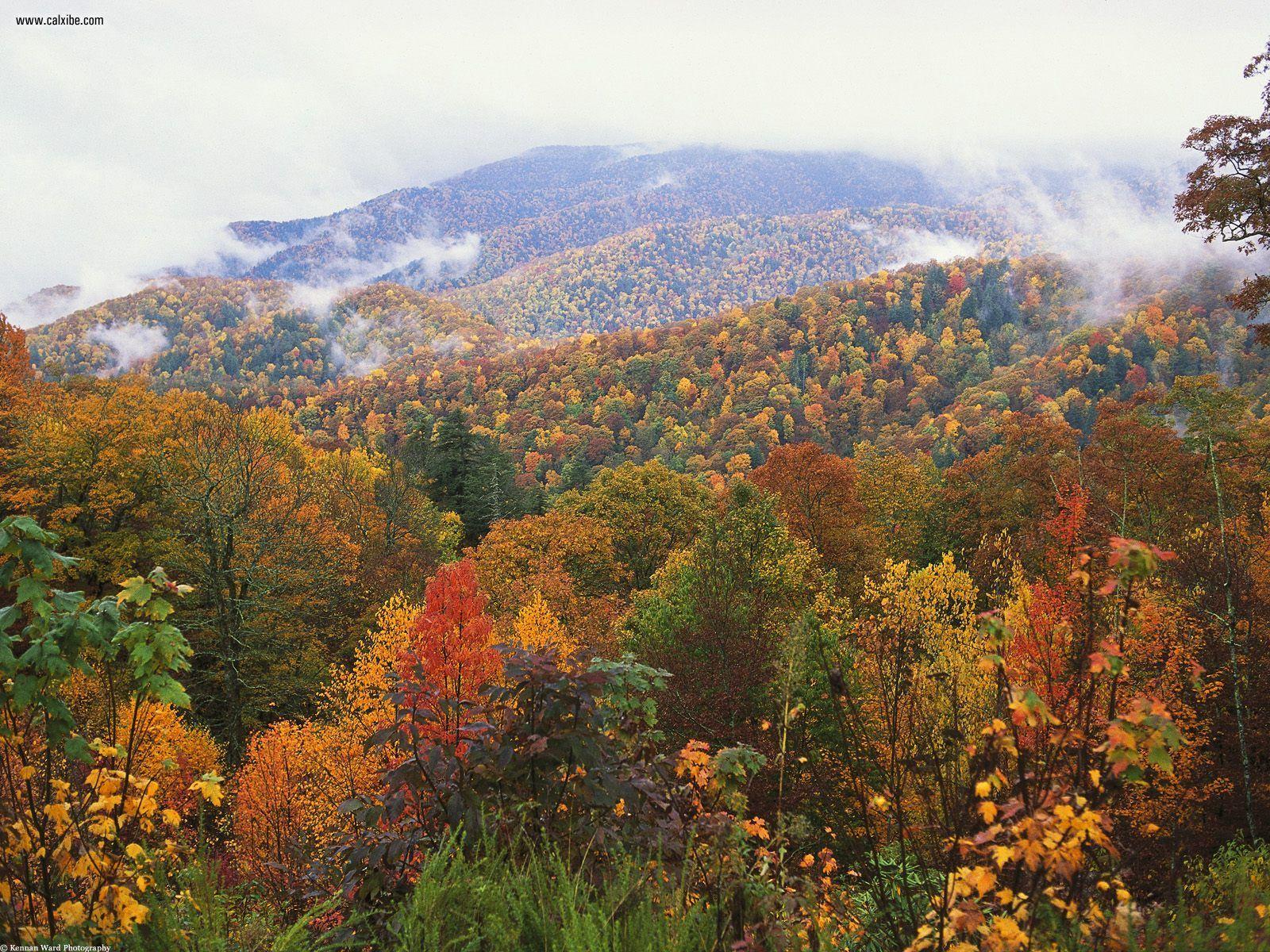 Nature Lush Landscape Appalachian Mountains North Carolina, picture