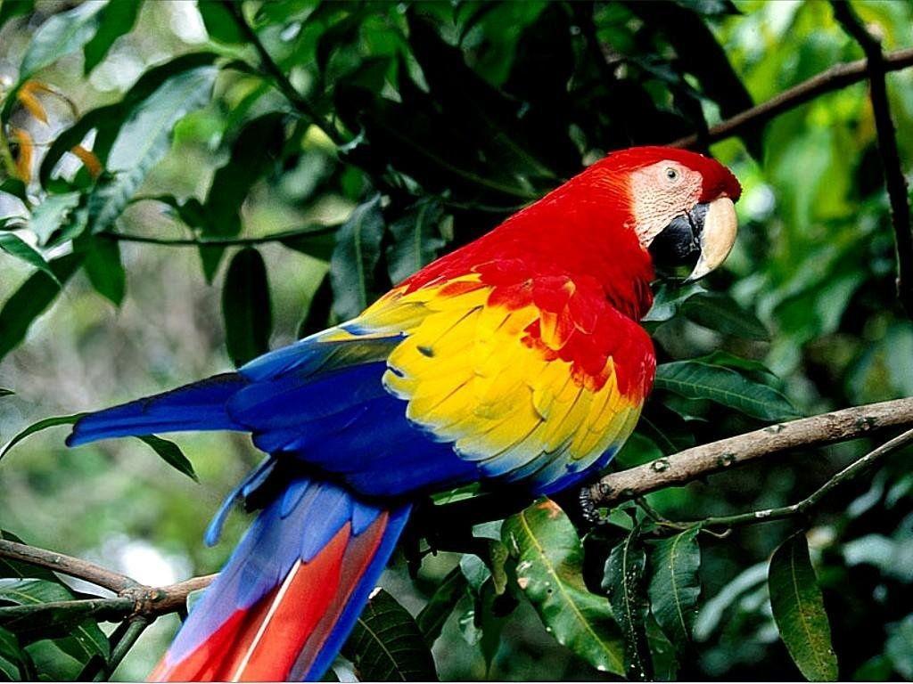 Nature Parrot Wallpapers in K format for free download