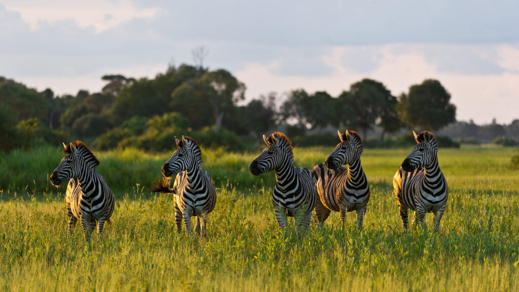 Zebra Migration, Okavango Delta & Victoria Falls