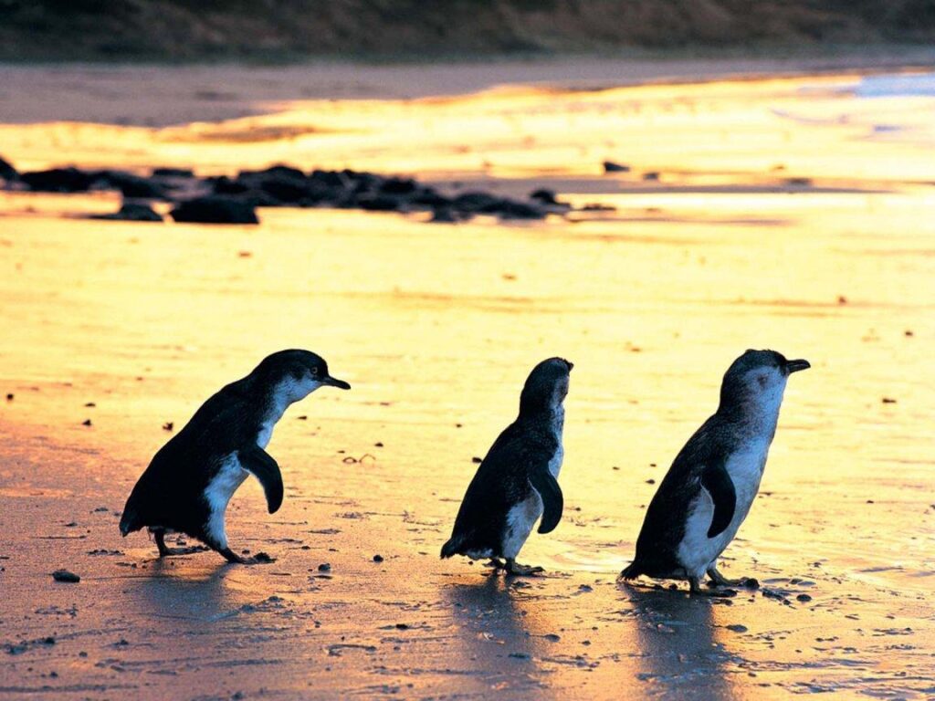 Penguins Wallpapers,Phillip Island Wallpapers